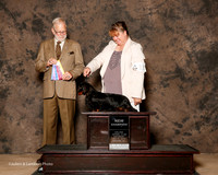Dachshund Longhaired #11 Sat NC Rogers Sherry Judge Jeffrey Pepper