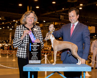 Italian Greyhound #18 Sat Maj WB NC March Lois Judge Mrs Sari Brewster Tietjen
