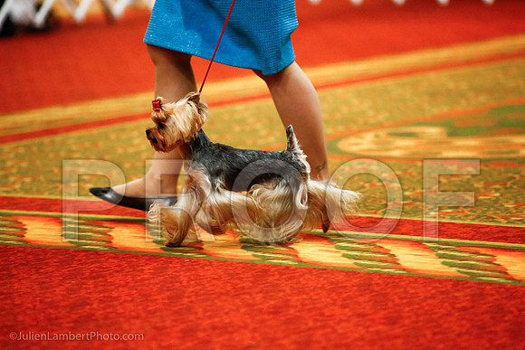 _JJ_8867-YorkieNatJul2016-HR3