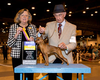 Miniature Pinscher #8 Sat BOB Dewey Larry & Armando Angelbello Judge Mrs Sari Brewster Tietjen