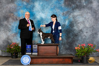 Boston Terrier #17 Sun WDBOWCH Judge John F Booth