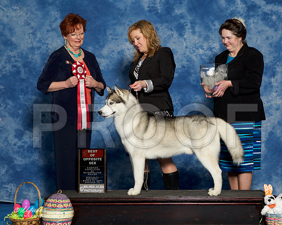 _R1_8205-HuskySltyMar2016-HR3