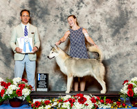 Alaskan Malamute #46 Thurs NC Maj BOW Casterline Andrea and Jayden Durst Judge David Haddock