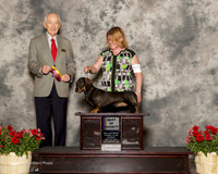 Dachshund wirehaired #6 Sun BOV Zeckser Kathy Judge Roger Hartinger
