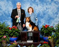 Shetland Sheepdog #94 Sun 1st ut A Sherman judy and Dennis McClelland Judge Rick Garvin