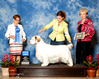 Clumber Spaniel #7 Fri G1 Clussexx Reg Hubbard Holbrook Bowd Judge anne katona