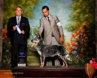 Australian Cattle Dog #9 Sun BOW Sanders Suzanne Agent Alfonso Escobedo Judge Dana Cline