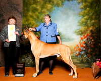 Great Dane #5 Sun G3 Neet Cynthia and john Neet Judge Cindy Meyer