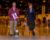 Airedale Terrier #14 Thrs WB Maj Messinger Valerie & Mark Messinger Judge Dr Steve Keating