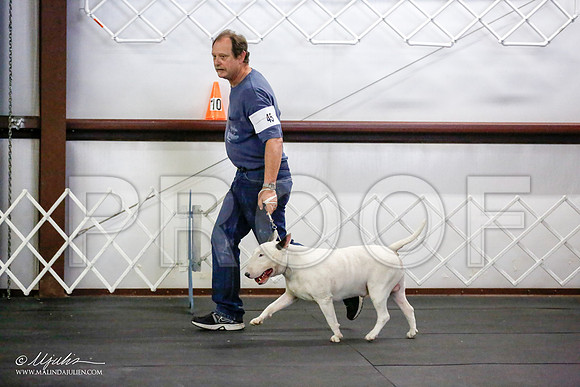 _JJ_3269-BullTerrierAzilApr2016-HR3