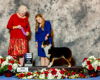 Australian Shepherd #18 Sun WB Blackwell Andress Judge Mrs Joan M Zielinski