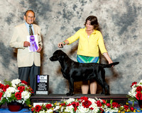 Labrador Retriever #12 Thus Maj WBWilson Virginia B and Eddie S Wilson Dr Robert Indeglia