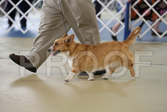 Corgi-2348-HR