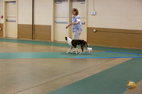 Silken Windhound #290 Ringside Sat