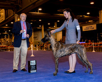 Great Dane #34 SB Thrs Chant Sara Rachel Judge Mr Ronald H Menaker
