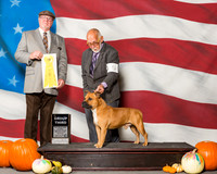 Staffordshire Bull Terriers #5 Sun G3 Mcgaugh Rick Steve Hill Tara Boyle Judge Mr R C Williams