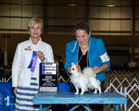 Chihuahua Long #11 Fri WD NC Potts Kyle Judge Jacqueline Stacy