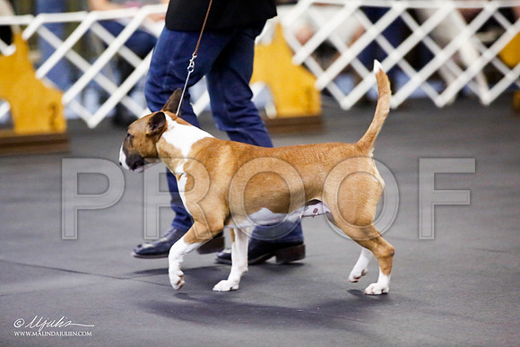 _JJ_2223-BullTerrierAzilApr2016-HR3