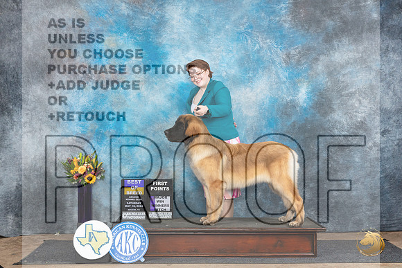 Leonburger #8 Sat BOBM Judge Sharol Candace Way__JP_9915_Abilene_2024_HR3