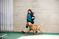 Standard Poodle Sat S2 Ring