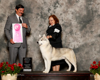 Siberian Husky #7 Sun OH G1 Lloyd Ruth A and Cadey Snedeker Dick Judge Jim Owens