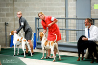 Gun Dog Group Sat S2 Ring