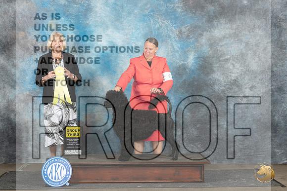 Portuguese Water Dog #6 Sat G3 Judge Debra Thornton__JP_3672_Lubbock_2024_HR3