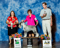 Standard Schnauzer #5 Thrs AoM Pope Renee E & James E Pope Judge Mrs Keke Kahn