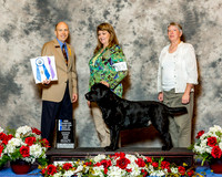 Labrador Retriever #35 Fri NC Maj BOW Albrecht Dana & Kellie Sterling Judge Mr Larry C Abbott