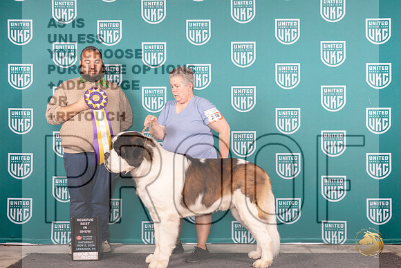 St Bernard #238 Sat RBIS Judge William Chrazanowski__JP_2127_UKCEastern_2024_HR3