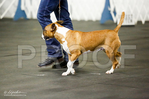 _JJ_2939-BullTerrierAzilApr2016-HR3