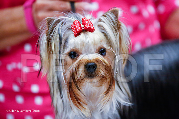 _JJ_7571-YorkieNatJul2016-HR