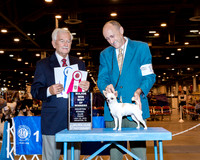 Chihuahua Smooth #10 Fri BOW Maj Carr Randall & Connie Judge Mr Norman L Patton