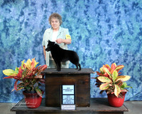 Schipperke #24688 Sun New Int'l Ch Nancy Anderson  IABCA FW Sep 2013