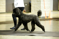 Susan Kuykendall Poodle