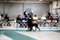 Doberman Pinscher Sat S1 Ring
