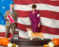 Pembroke Welsh Corgis #8 Sun G2 Your Marian J Judge Mr Rick Gschwender
