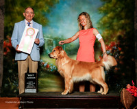 Golden Retriever #J603 Sun Best Jr Bischoff Brianna and Bergen Pryor Judge Joe Walton