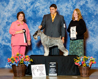 Standard Schnauzer #89 Fri AOM Katzenstein T and S Dr C Herbel Spears Judge Nikki Riggsbee
