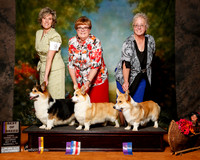 Pembroke Welsh Corgi #9 12 7 Sat BOB Bevel Karla and Deborah G Cox