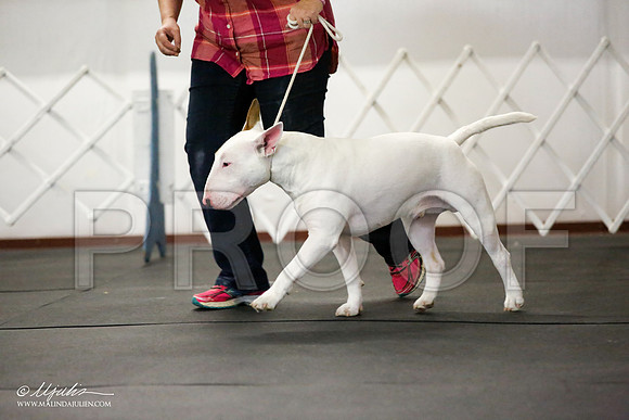 _JJ_1336-BullTerrierAzilApr2016-HR3