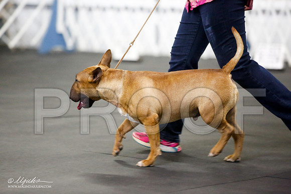 _JJ_0597-BullTerrierAzilApr2016-HR3