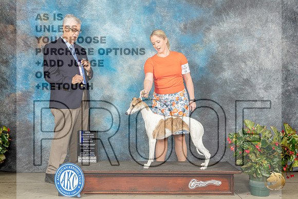 Whippet #6 Fri WBBOWCH Judge Dr Michael WoodsMJP_7594_SA2023_HR3