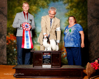 Japanese Chin #5 Sat BIS Wilson Rick and Dale Martenson Judge Troy Dargin