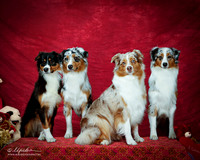 Australian Shepherd Kathi Linn