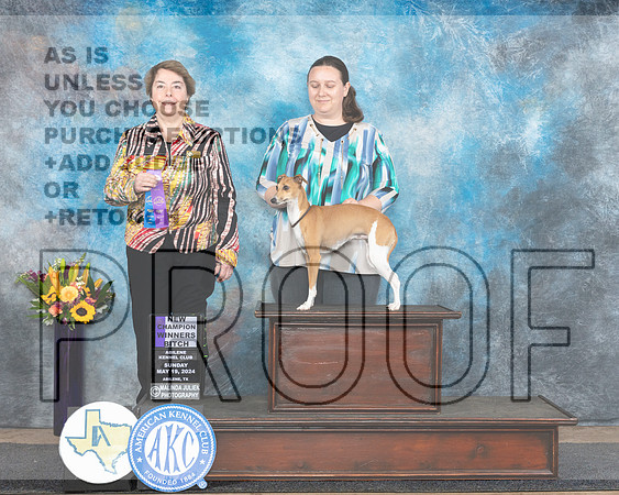 Italian Greyhoud #6 Sun WBCH Sandra Walker_JP_0003e_Abilene_2024-HR3