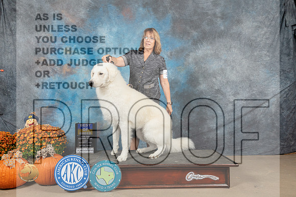 Kuvasz #5 Sun BOB Judge Del Richards_MJ_6384_Belton_2022_HR3