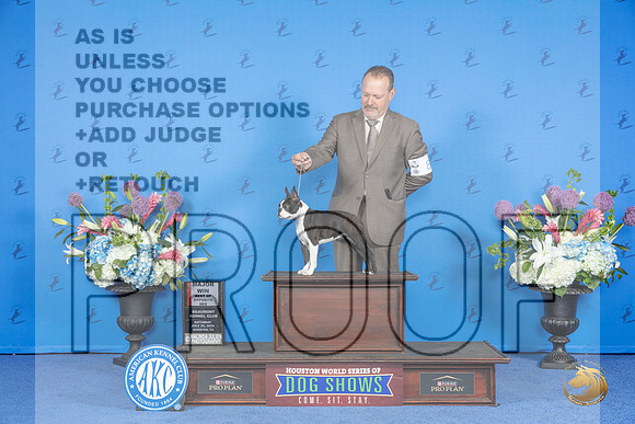 Boston Terrier #8 SAT BOS M Judge Angela Pickett__JP_9824_Houston_2024_HR3