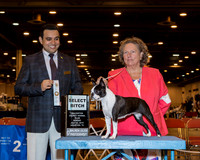 Boston Terrier #8 Sun SB Flinn Edna J & Gerald V Judge Mr Jaoa Machado