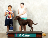 Chesapeake Bay Retriever #511 Wed BOB Judge Nancy Gallant